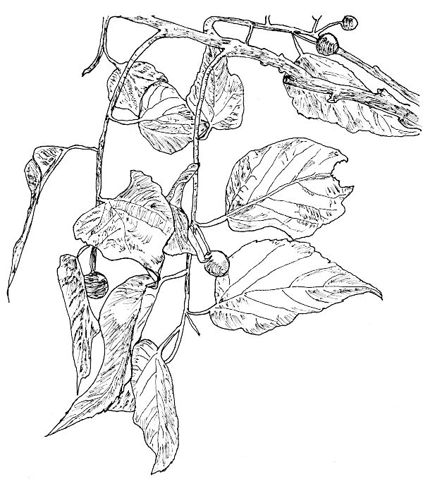 Sketch of Hackberry.