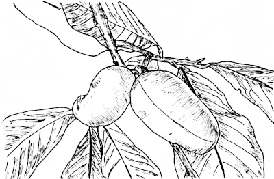 Sketch of a Pawpaw Fruit and Leaves.