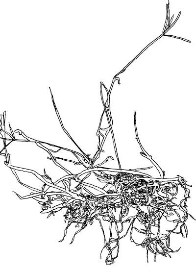 Sketch of the root structure of Bermuda Grass.