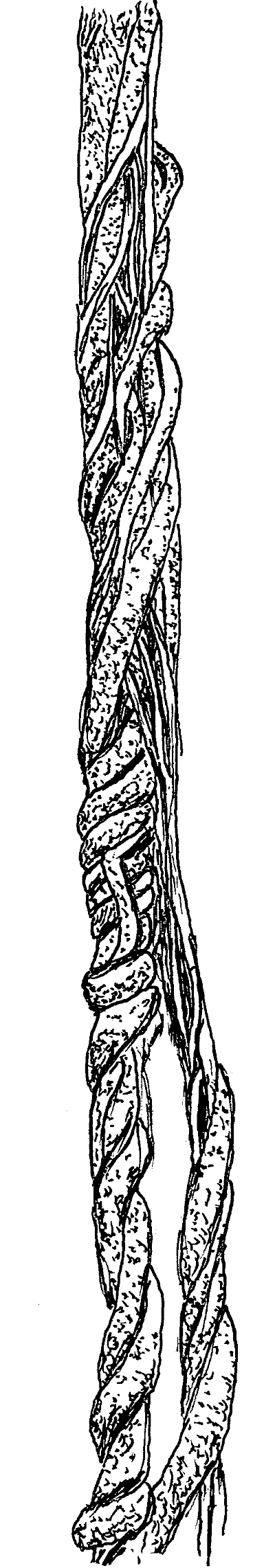 Sketch of Oriental Bittersweet (Celastrus orbiculatus) vines.