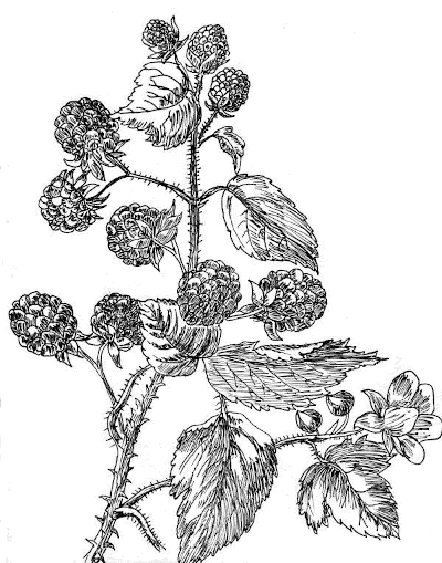 Sketch of Bramble (Rubus fruticosus).
