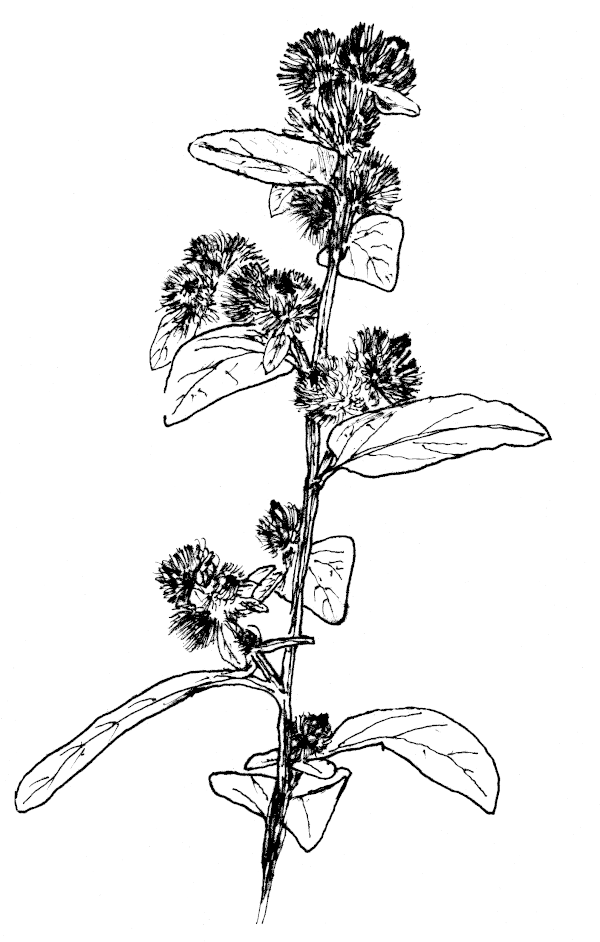 Sketch of Greater Burdock (Arctium lappa).