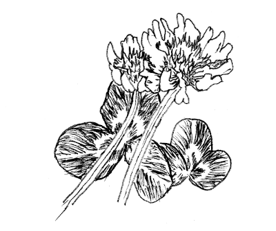 Sketch of White Clover (Trifolium repens).