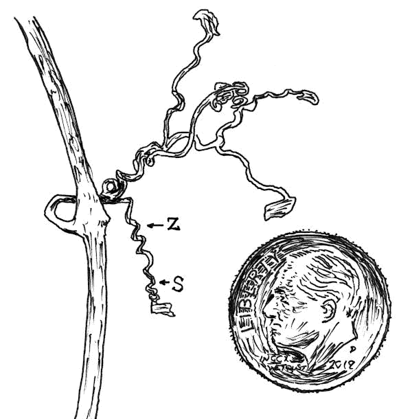 Virginia Creeper Tendril with U. S. Dime for Scale, showing reverse twisting.