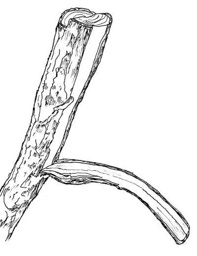 Sketch of Cedar bark.
