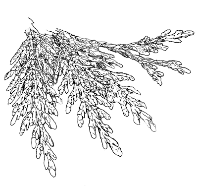 Sketch of Cedar leaves.