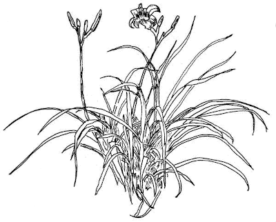 Sketch of Daylily (Hemerocallis fulva).