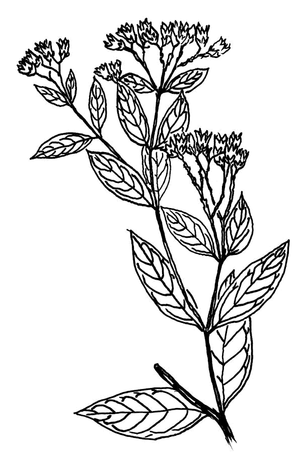 Sketch of Dogbane (Apocynum cannabinum).