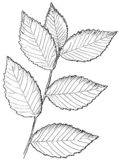 Sketch of Elm (Ulmus spp.) leaves.