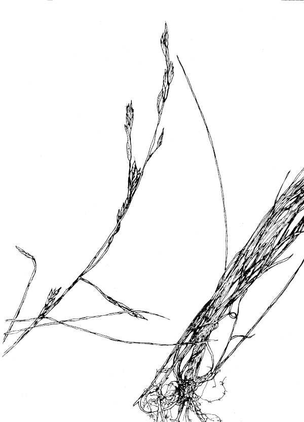 Sketch of Fine Fescue (Festuca rubra).