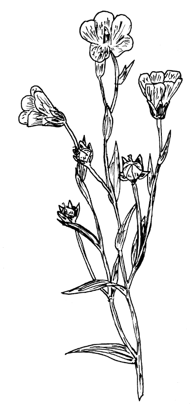 Sketch of Flax (Linum usitatissimum).