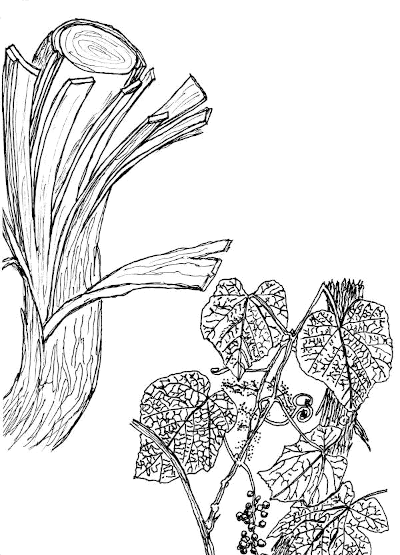 Sketch of Grapevine Bark (Vitis spp.).