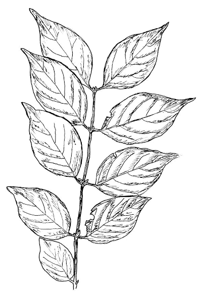 Sketch of Honeysuckle (Lonicera l.) leaves.
