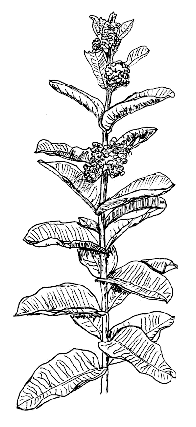 Sketch of Common Milkweed (Asclepias syriaca).
