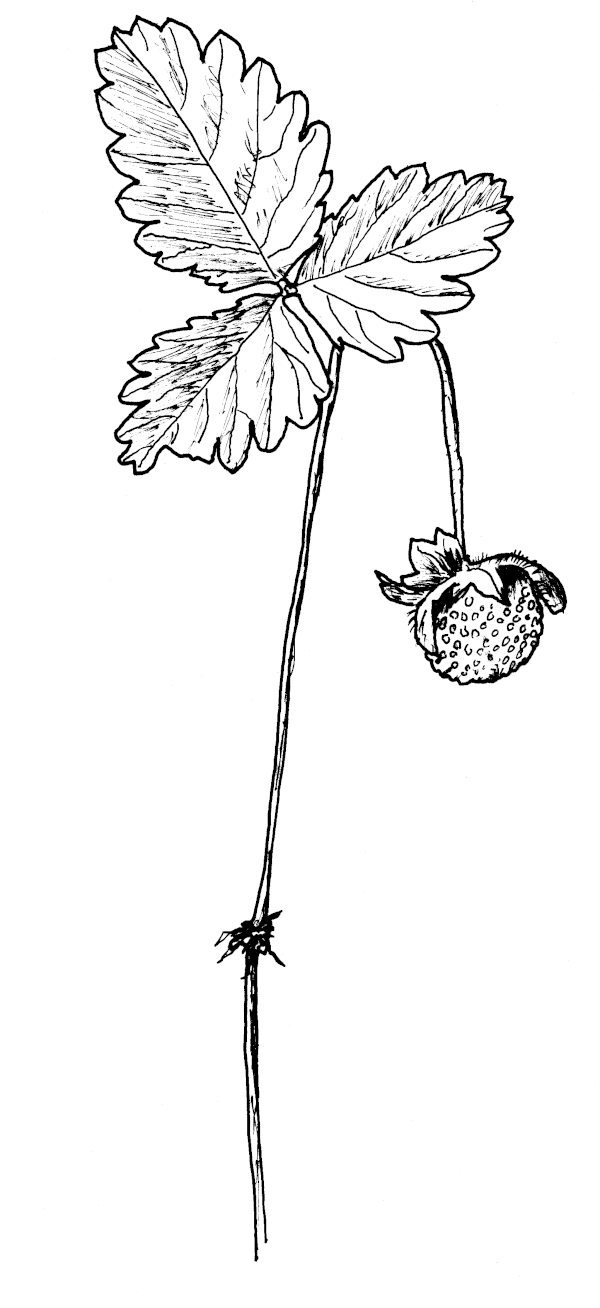 Sketch of Mock Strawberry.