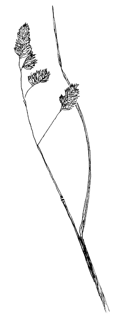 Sketch of Orchard Grass (Dactylis glomerata).