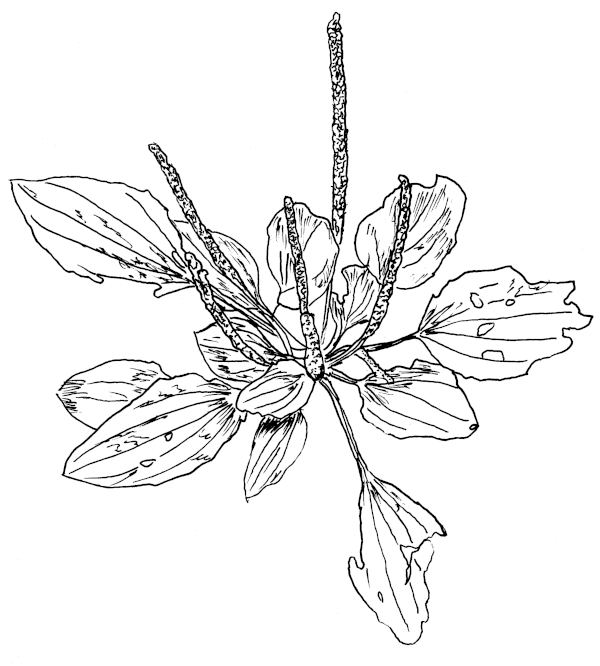 Sketch of a Plantain (Plantago major).