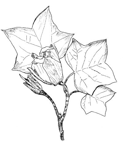 Sketch of Tulip Poplar (Liriodendron tulipifera).