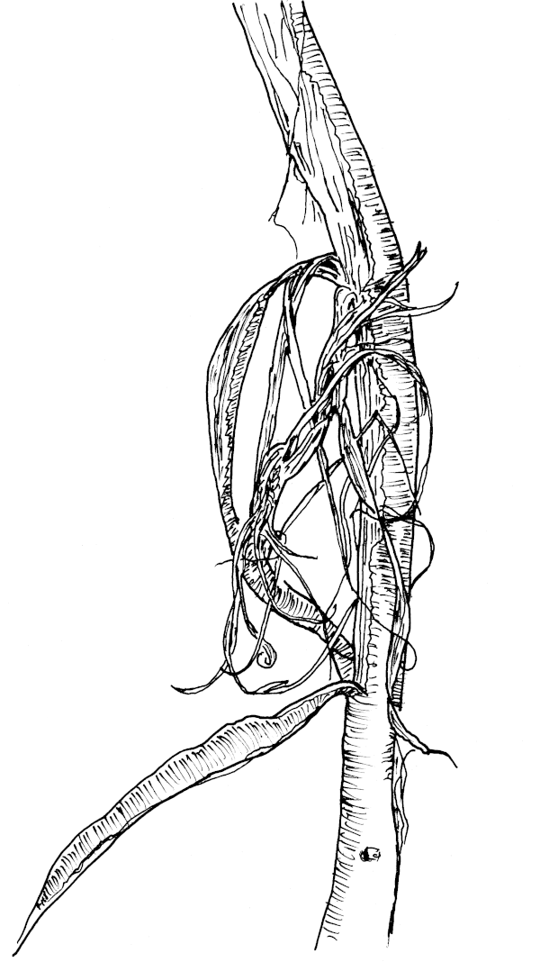 Peeled and shredded wisteria vine.