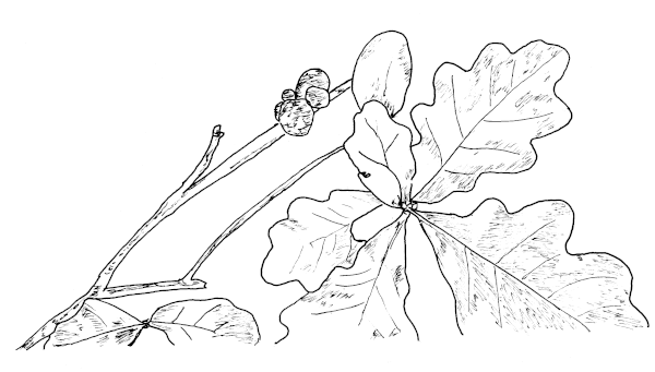 Twig with Oak Galls.