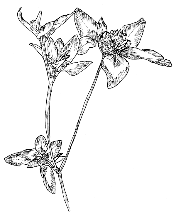 Sketch of Red Clover.