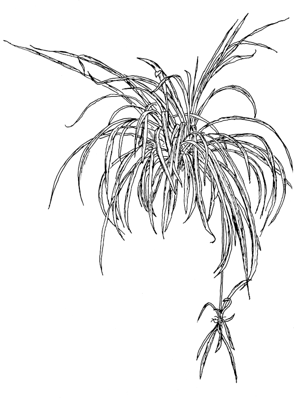 Sketch of Rushes (Chlorophytum comosum).