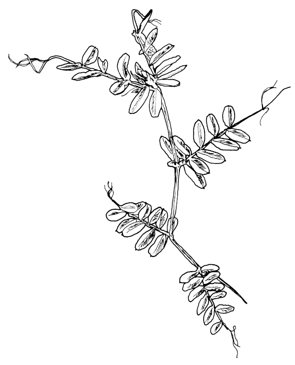 Sketch of Vetch Fronds.