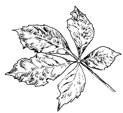 Sketch of Virginia Creeper (Parthenocissus quinquefolia).